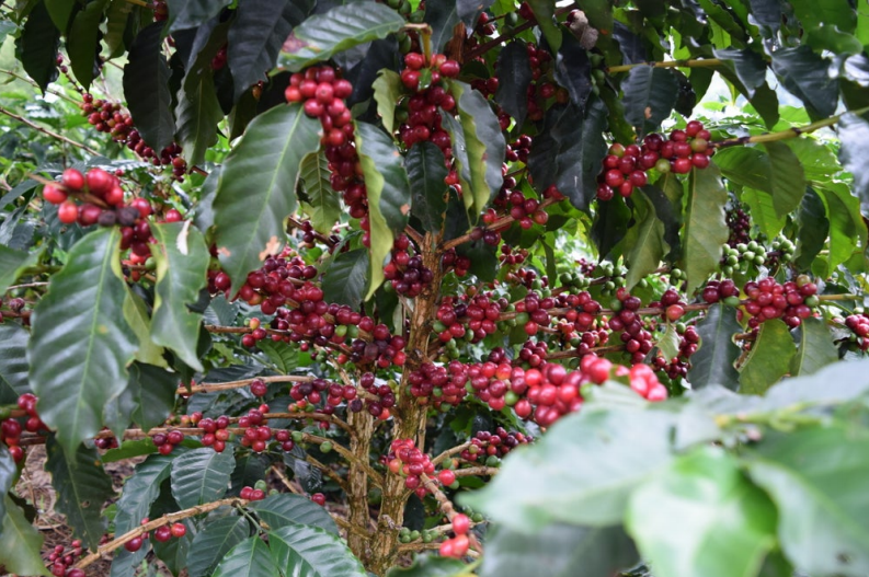 Society Coffee Colombia Coffee Exotic Selection - La Esmeralda Anaerobic Natural Caturron