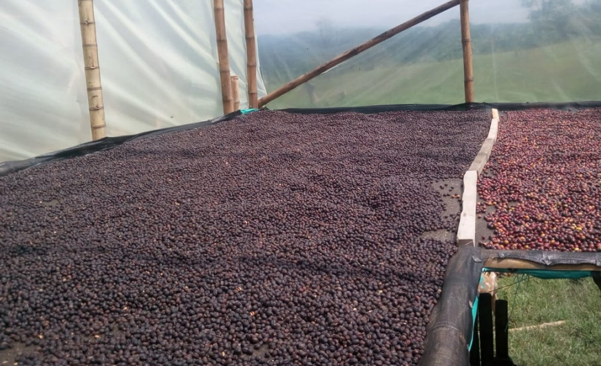 Society Coffee Colombia Coffee Exotic Selection - La Esmeralda Anaerobic Natural Caturron